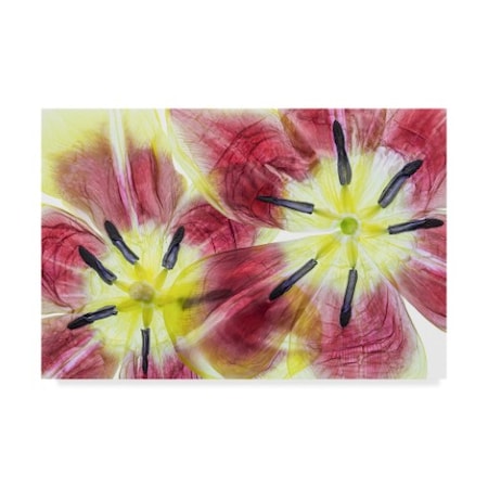 Mandy Disher 'Tulips ' Canvas Art,30x47